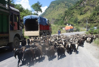  तिहारका लागि मुस्ताङबाट चार हजार भेडा च्याङ्ग्रा बिक्री 